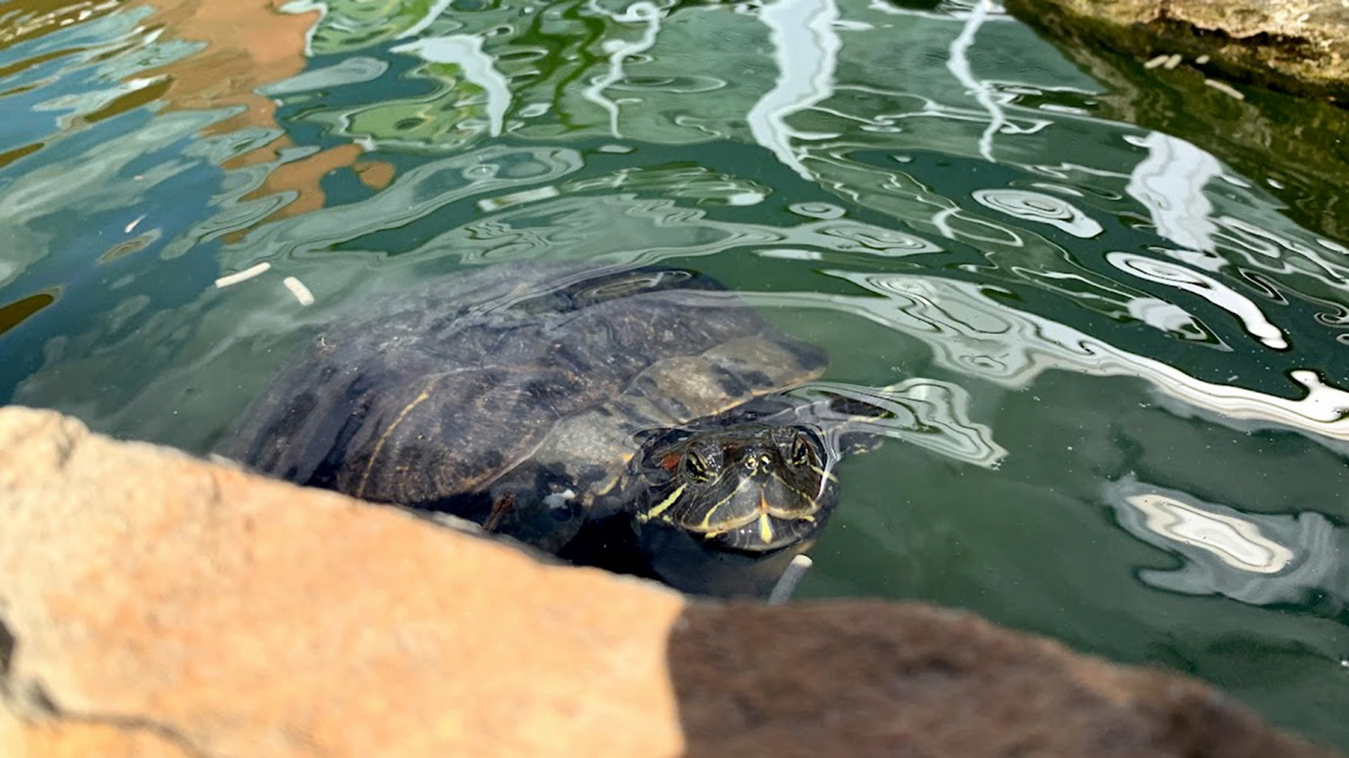 photograph of red-eared slider turtle named Speedy that lives in the courtyard off Haycock's library